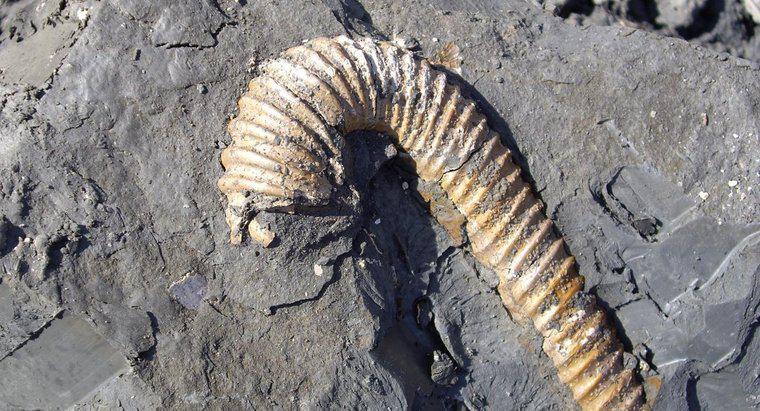 Por que os fósseis são encontrados apenas em rochas sedimentares?