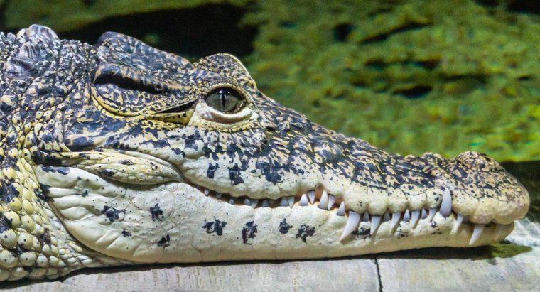 Os crocodilos têm orelhas?