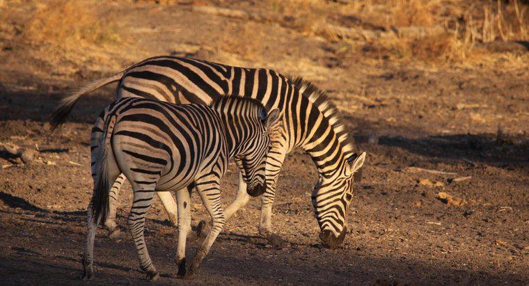 Como é chamada uma zebra masculina?