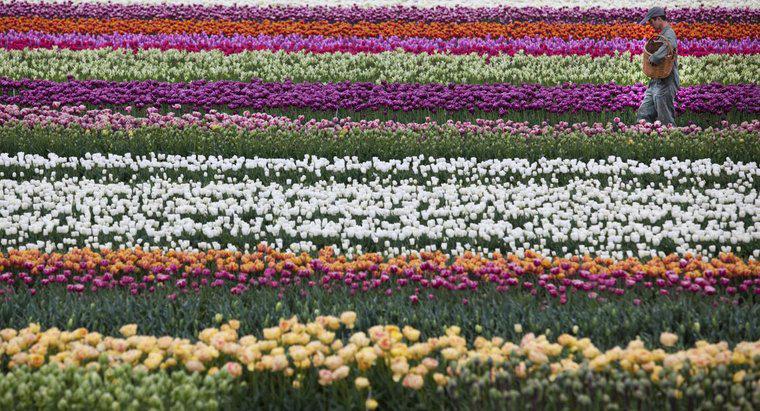 O que é a flor nacional da Holanda?