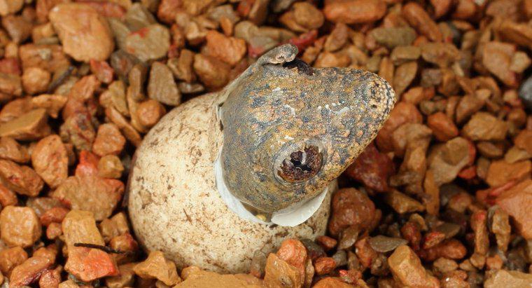 Quanto tempo leva para os ovos de lagarto chocarem?