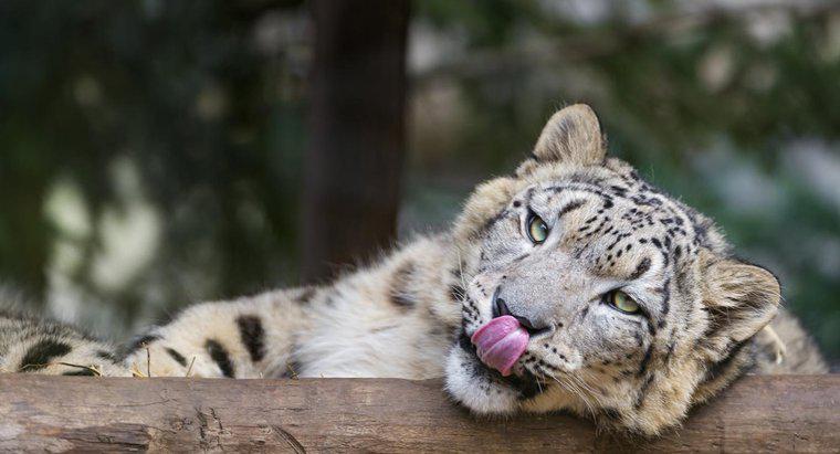 Quais são os fatos divertidos do Snow Leopard para crianças?