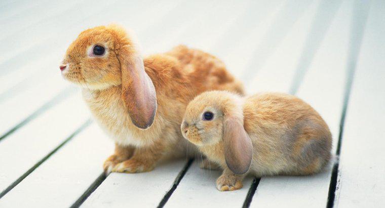 Qual o tamanho dos coelhos Mini Lop?