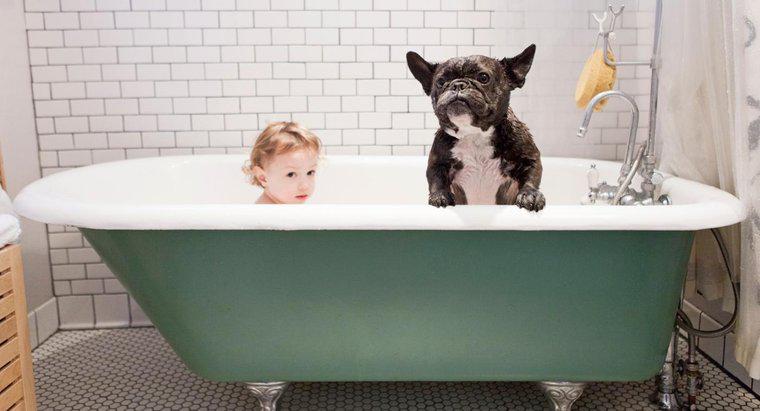 Por que os cães cheiram mesmo depois de tomar banho?