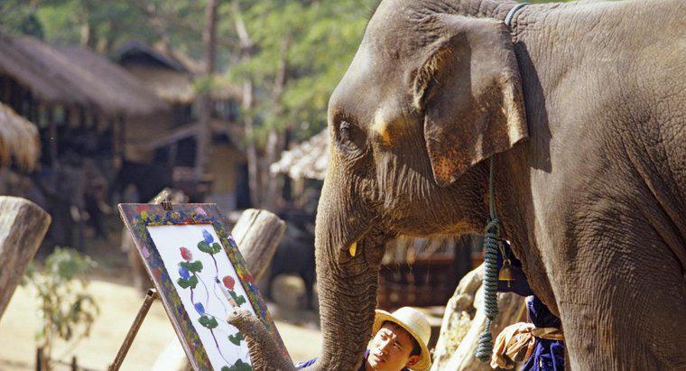 Os elefantes têm boas memórias?
