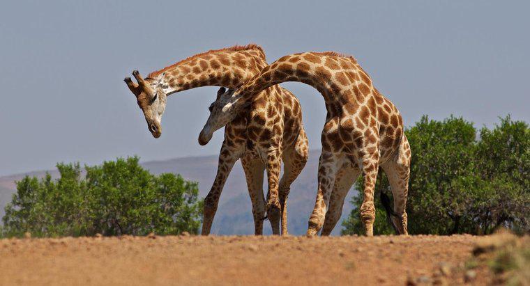 Quantos ossos há no pescoço de uma girafa?