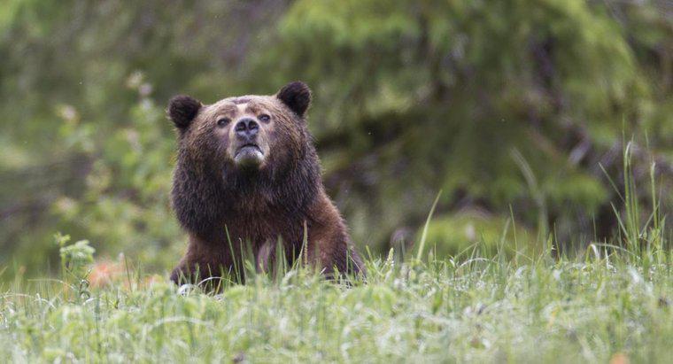 Qual é a altura de um urso pardo?