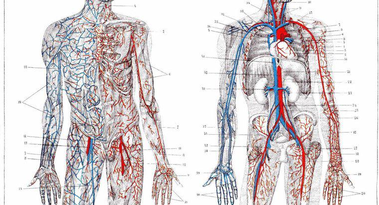 Qual é a função das artérias?
