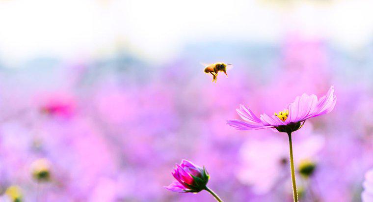Quão rápido as abelhas voam?