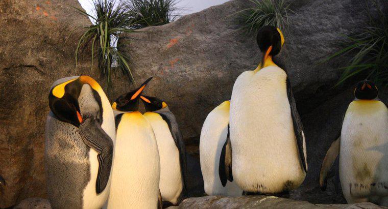 Qual é o habitat de um pinguim-rei?