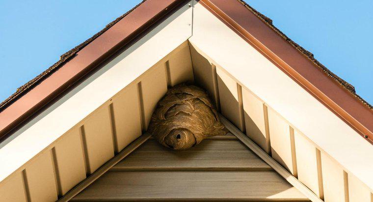 Como você se livra das vespas em suas paredes?