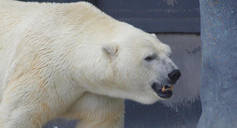 O que come um urso polar?