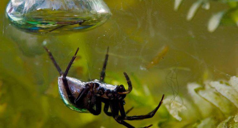 Quais são alguns fatos interessantes sobre aranhas d'água?