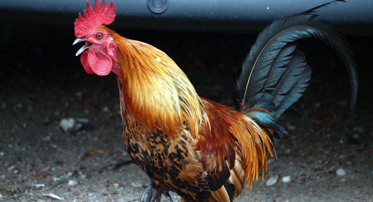 Qual é a diferença entre uma galinha e um galo?