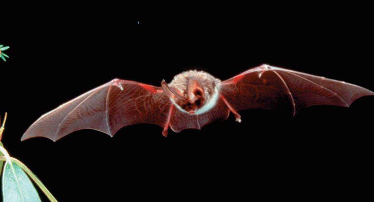 Onde vivem os morcegos de fruta?
