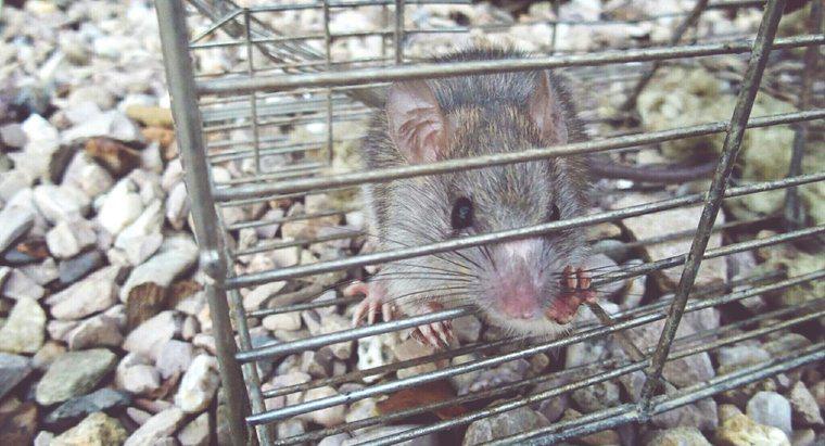 Como faço para me livrar de ratos e camundongos sem veneno?
