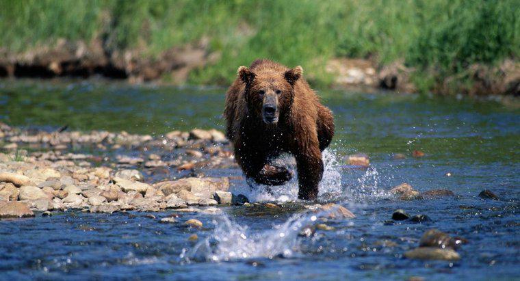 Quão rápido um urso pode correr?