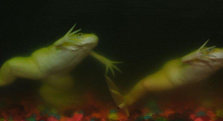 Por quanto tempo os sapos podem prender a respiração embaixo d'água?