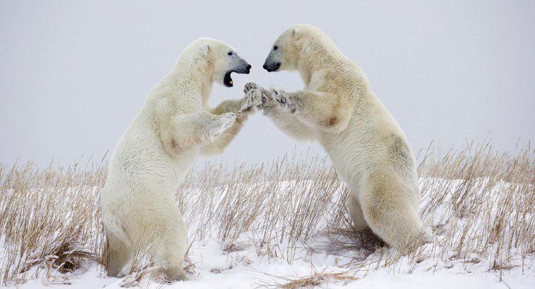 O que é a defesa de um urso polar?