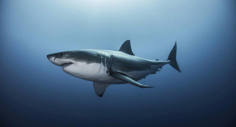 Qual é o habitat de um grande tubarão branco?