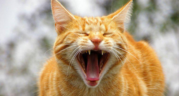 Quantos sons um gato pode fazer?