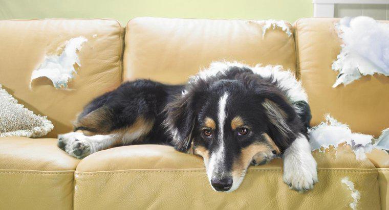 Quais são alguns remédios para manter os cães longe da mobília?
