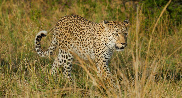 O que é o habitat de um leopardo?