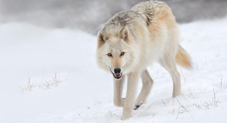 Por que os lobos estão em perigo na selva?