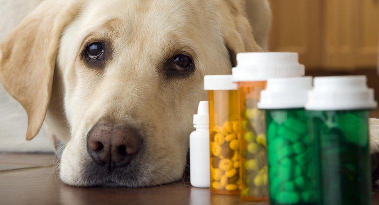 Posso dar um analgésico ao meu cão?