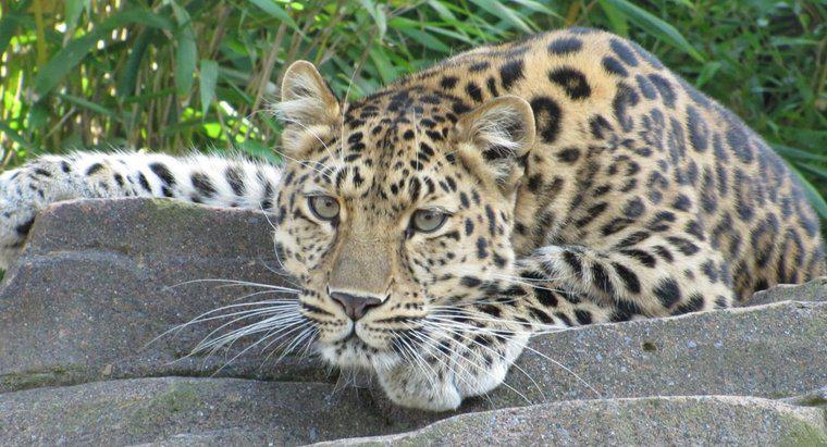 O que os leopardos comem?
