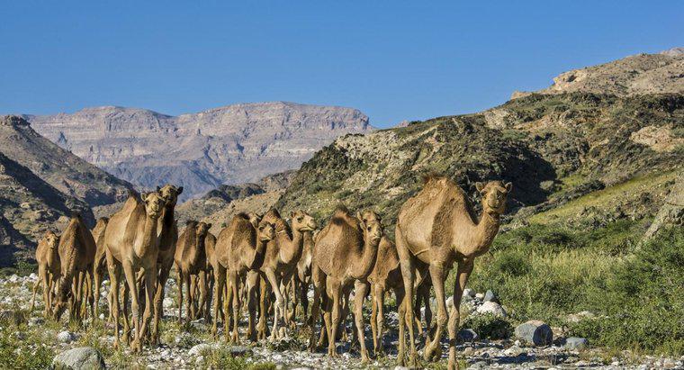 Onde vivem os camelos?