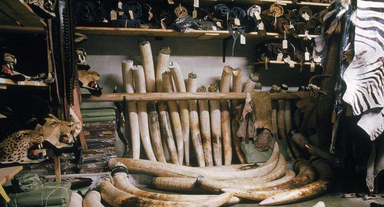 Quais são os usos do marfim de elefante?