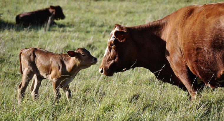 Como as vacas se reproduzem?