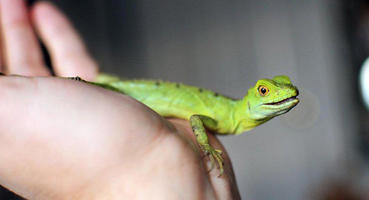 Quanto tempo pode um lagarto viver sem comida?
