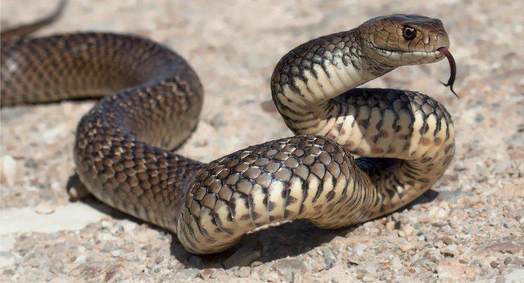 Quantos tipos de cobras venenosas vivem na Austrália?