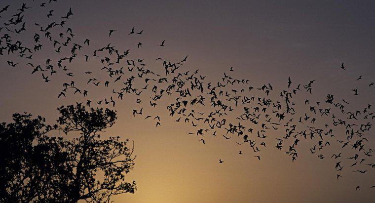 Quantos tipos de morcegos existem?