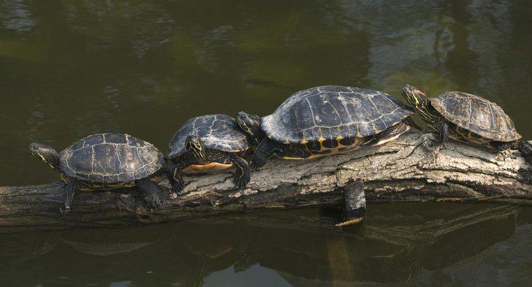 Qual é o tamanho das tartarugas-de-barriga-amarela?