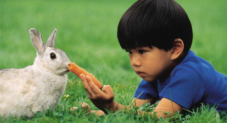 O que um coelho come?