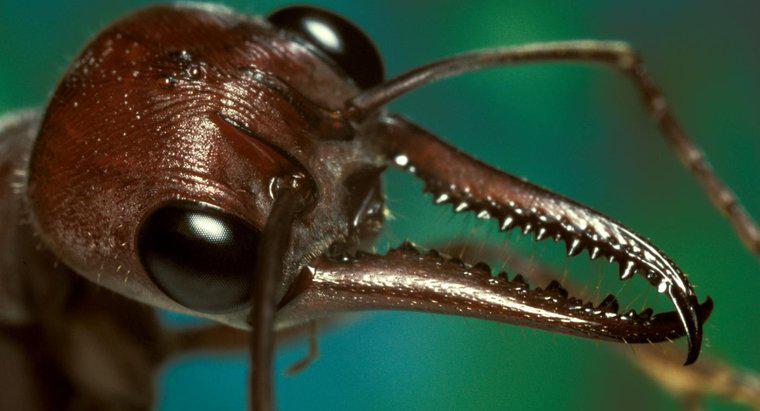 Qual a aparência de uma picada de formiga e como você a trata?