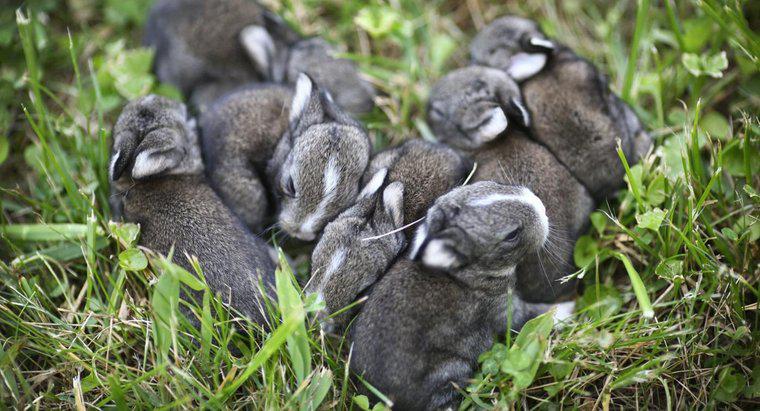 Quanto tempo os coelhos ficam grávidos?