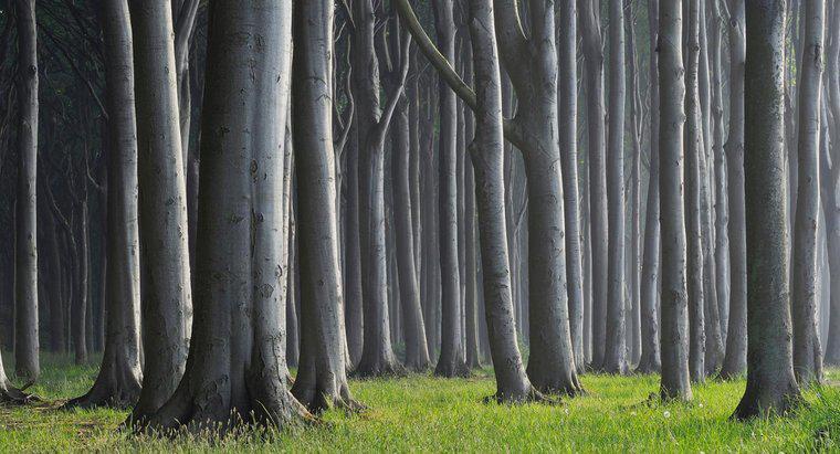 Como é chamado um grupo de árvores?