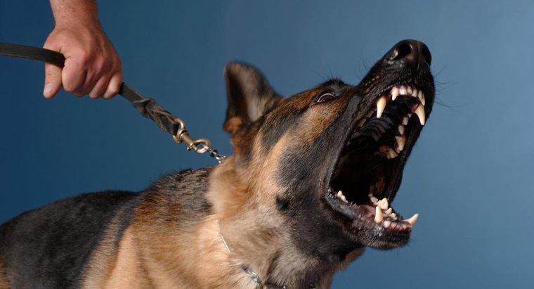 Quais são os cães mais perigosos?