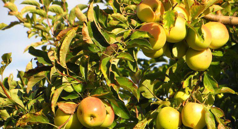 Qual é o nome científico de uma maçã?