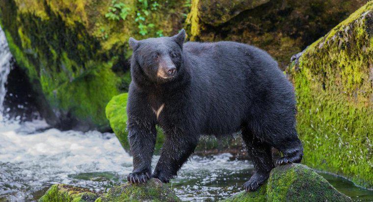 Quais são as presas e predadores dos ursos negros?