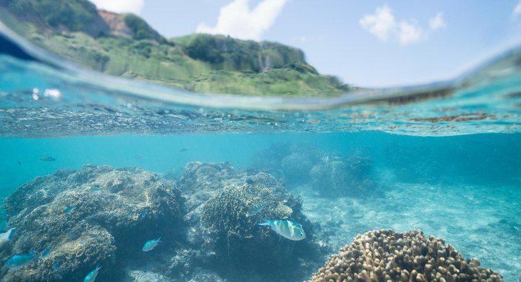 Quais são alguns fatos sobre os ecossistemas oceânicos?