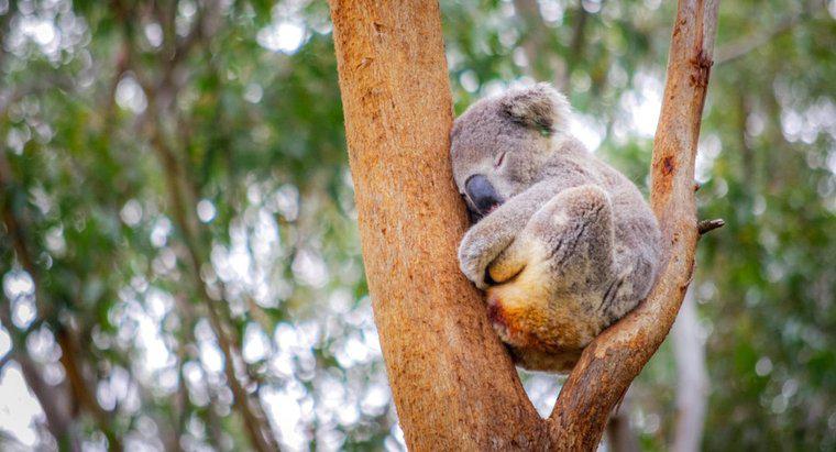 Onde dormem os coalas?