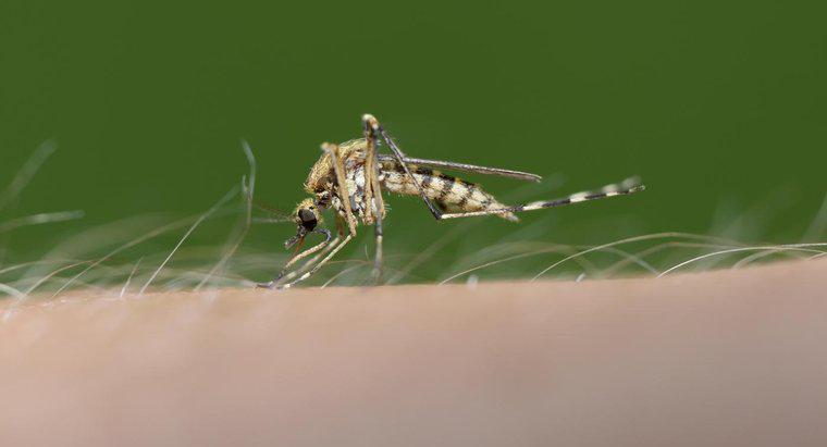 Os mosquitos realmente preferem morder algumas pessoas a outras?