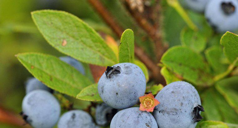 Como você identifica uma folha de Blueberry Bush?