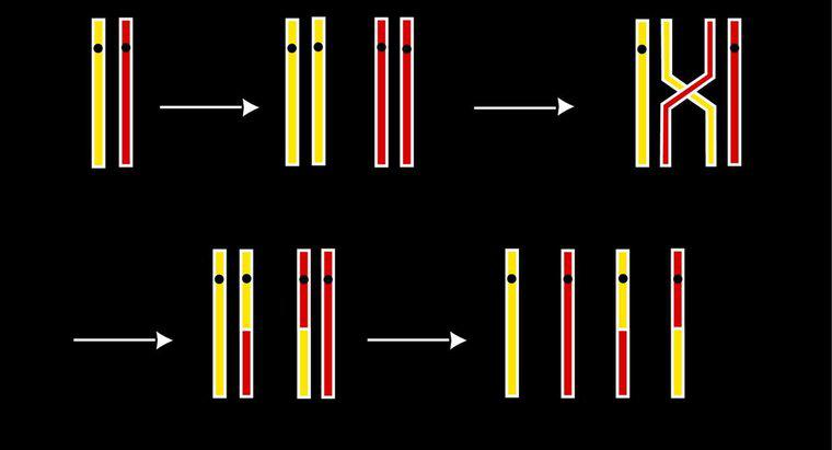 Quando ocorre o cruzamento na divisão celular?