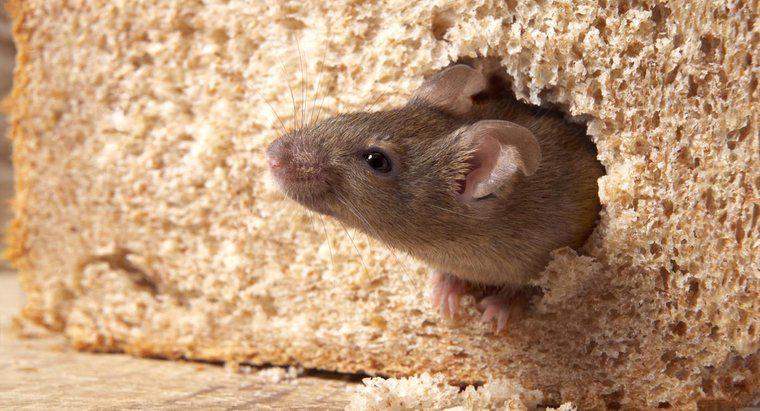 As bolas de naftalina mantêm os ratos longe?